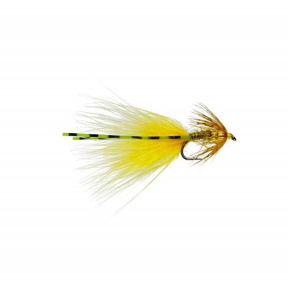Sunburst Damsel-Gamefish