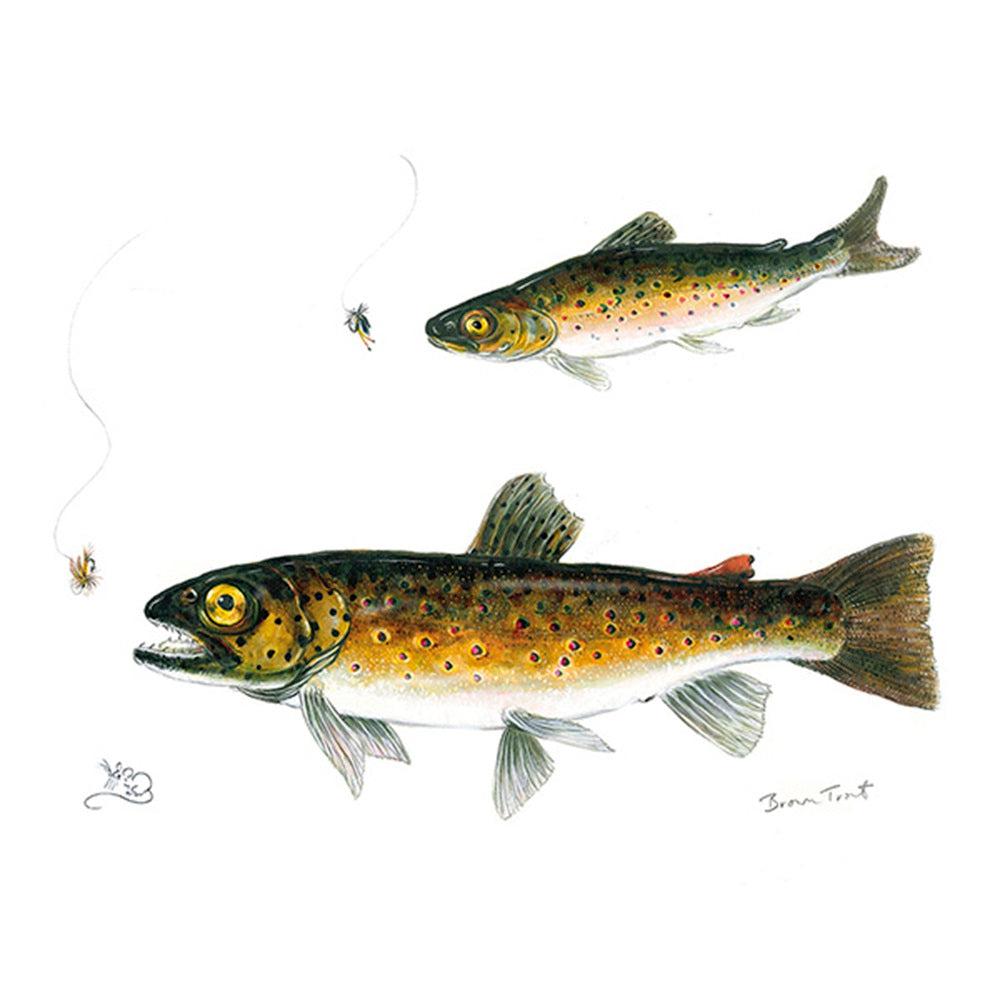 Brown Trout Card-Gamefish