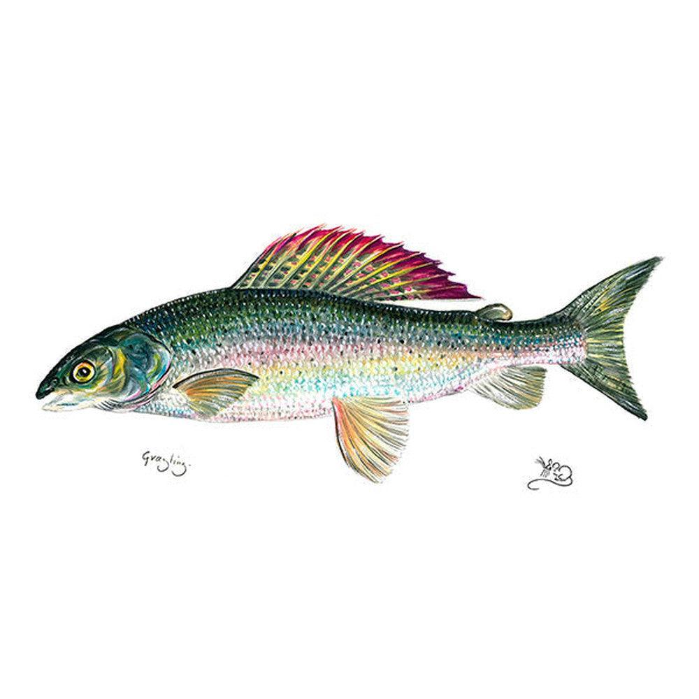 Grayling Card-Gamefish