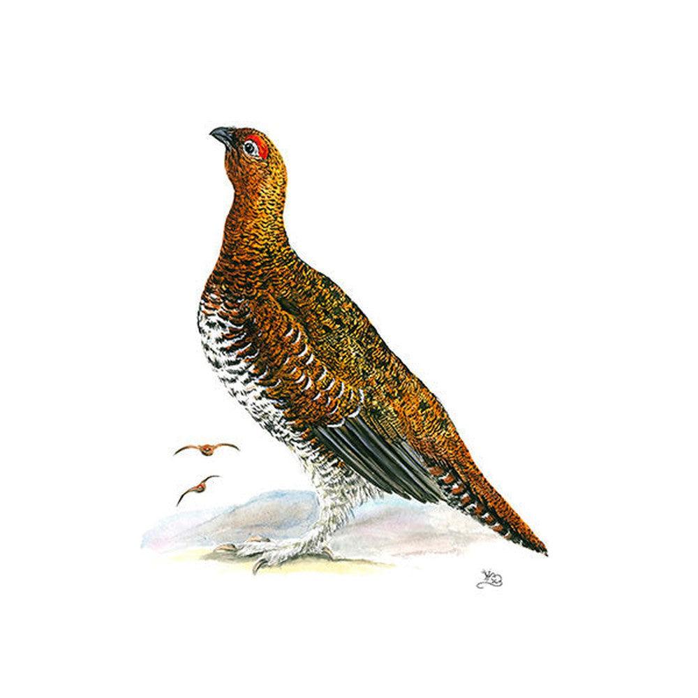 Male Red Grouse Card-Gamefish