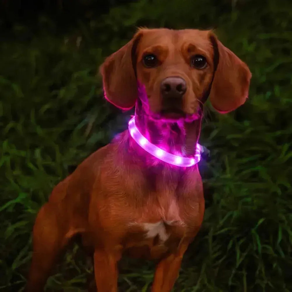 Rechargeable Dog Collar Light-Gamefish