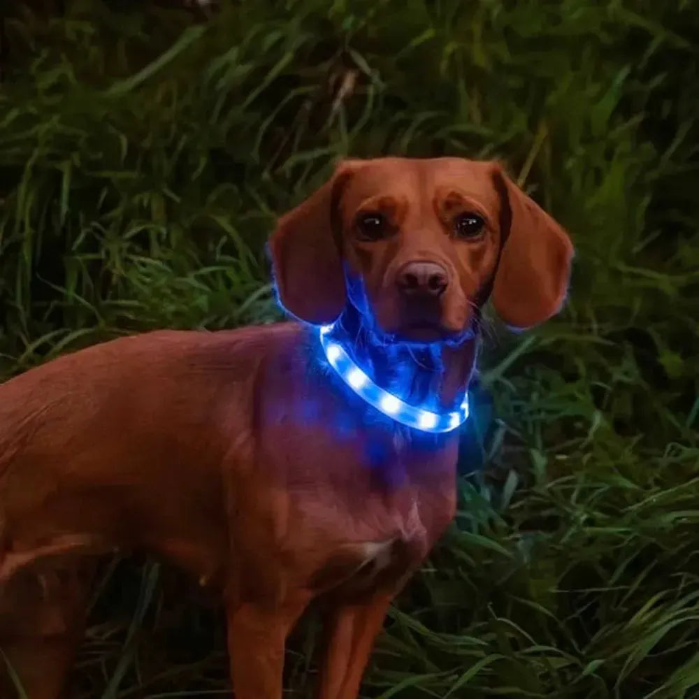 Rechargeable Dog Collar Light-Gamefish