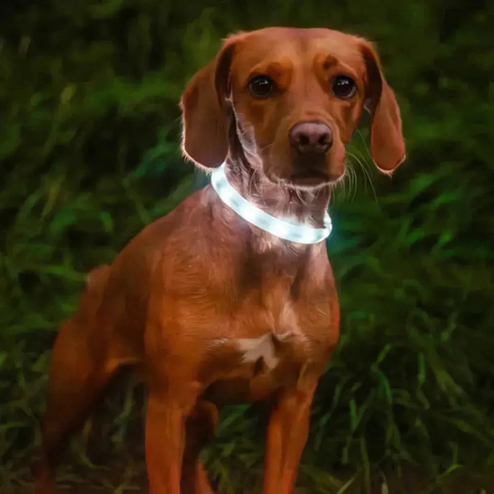 Rechargeable Dog Collar Light-Gamefish
