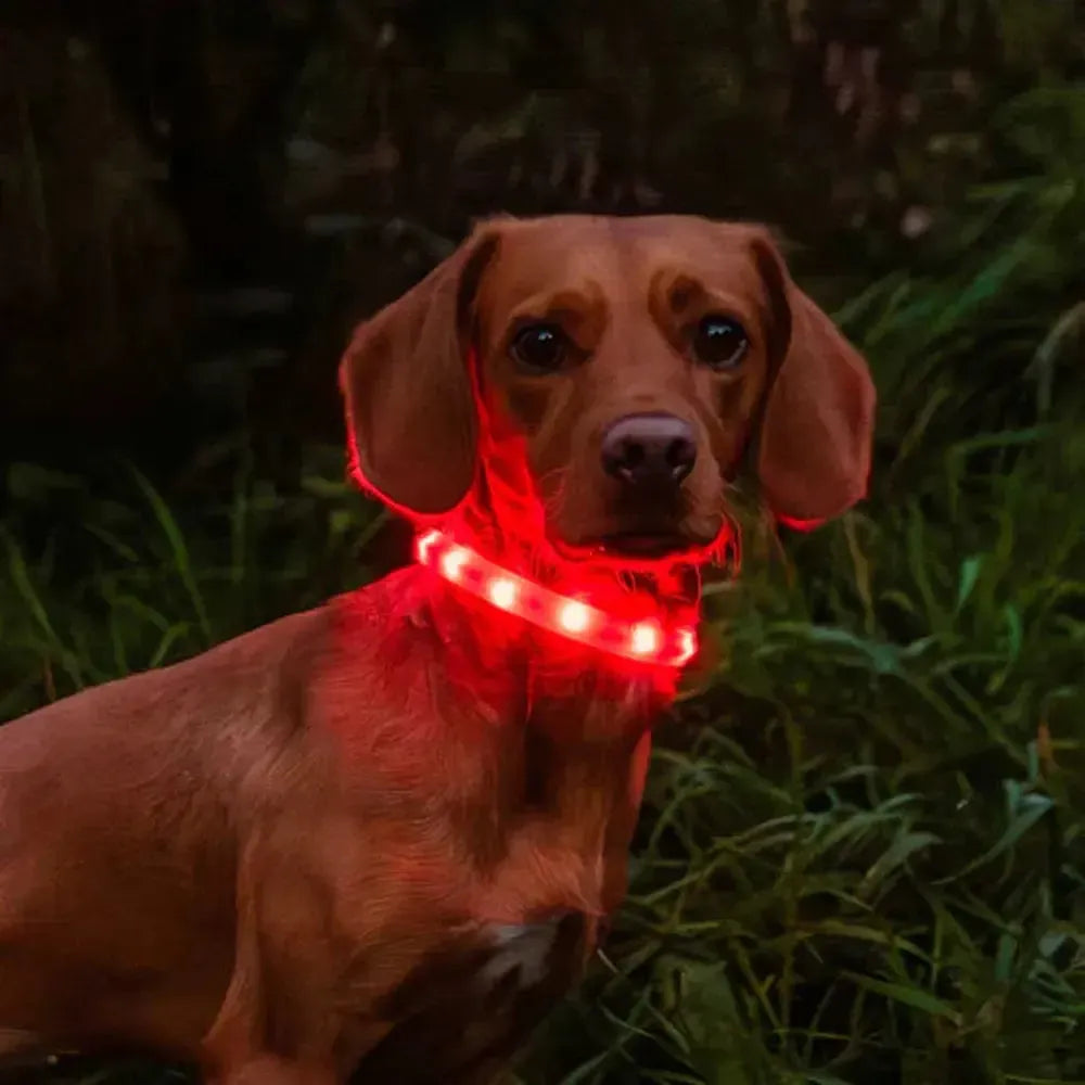 Rechargeable Dog Collar Light-Gamefish