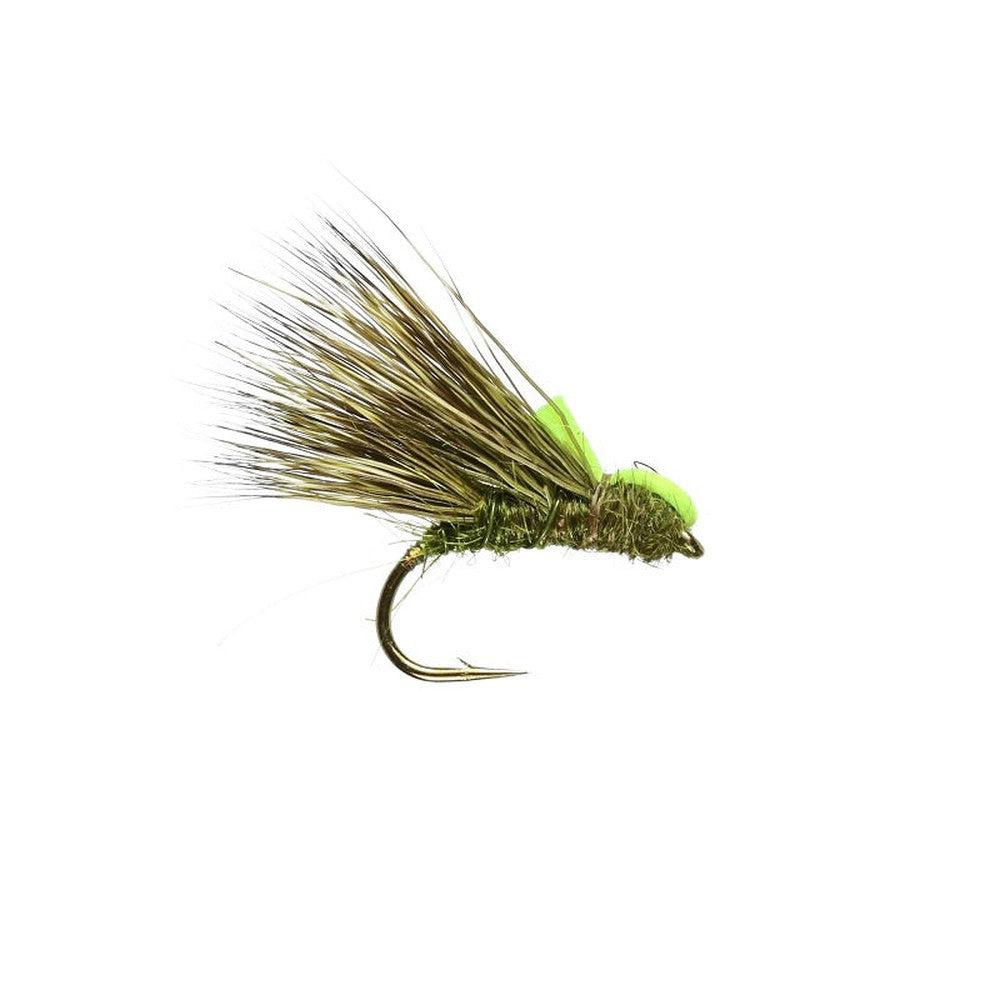 Sedgehog Olive-Gamefish