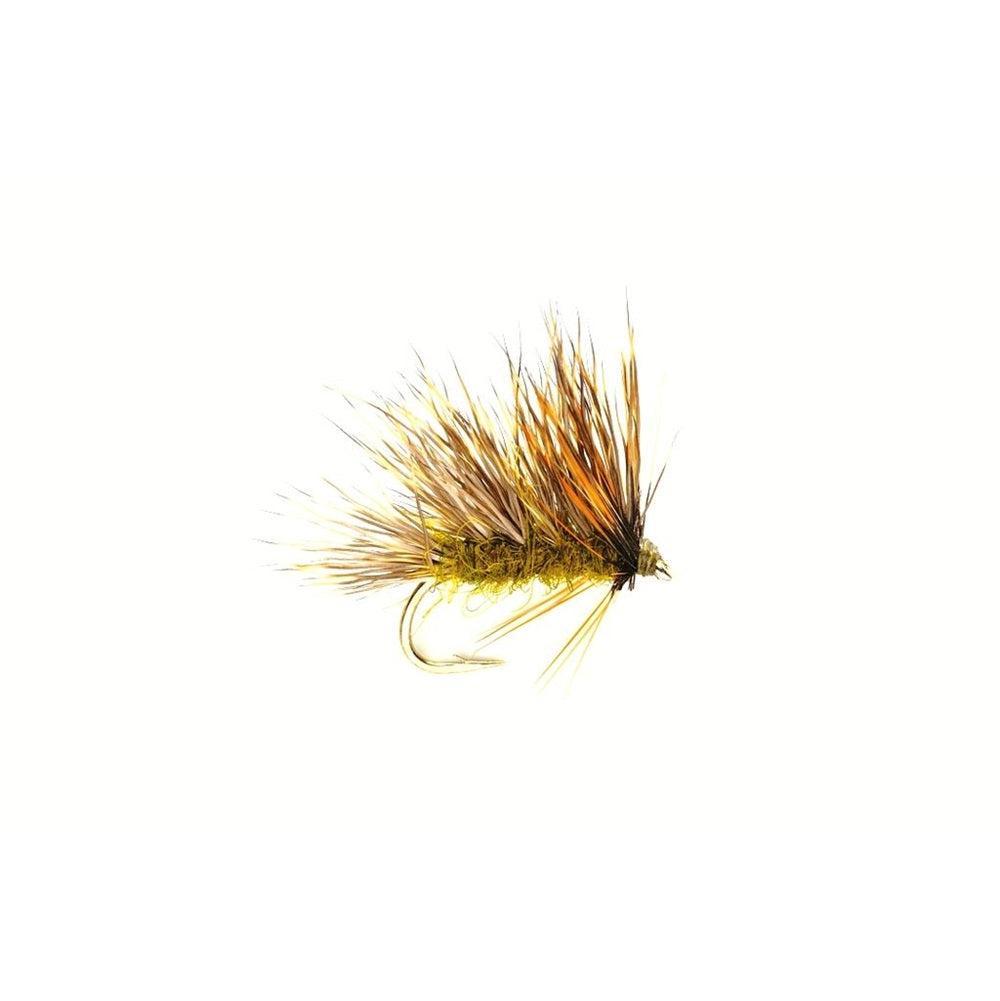 Sedgehog Olive-Gamefish