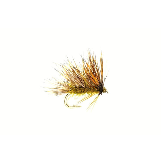 Sedgehog Olive-Gamefish